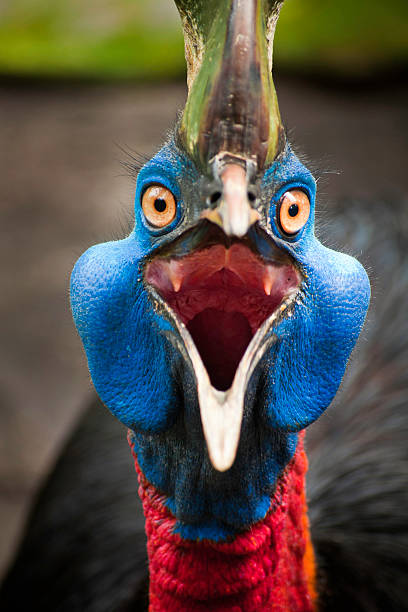 Angry Casuarius stock photo