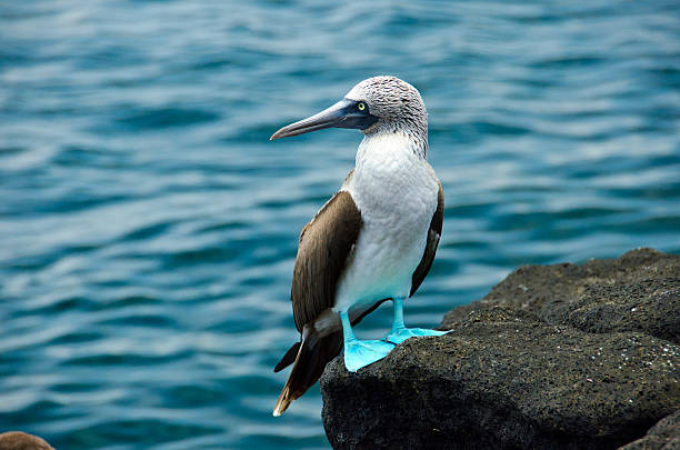 sula piediazzurri vicino all'acqua - galapagos islands bird booby ecuador foto e immagini stock
