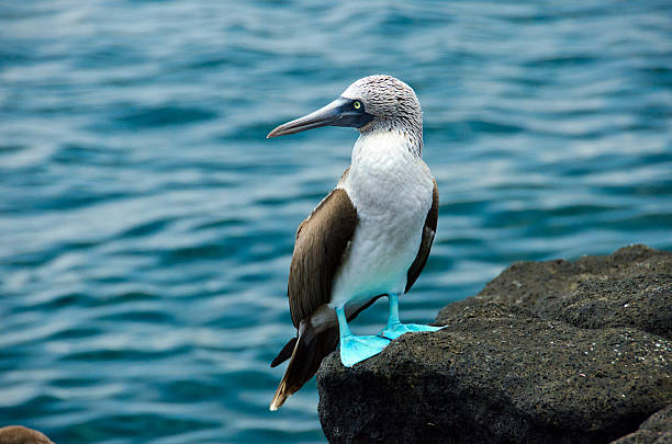 istock Blue-footed booby near water 167427717