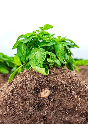 Close up of a potato growing, and the roots of the plant in the soil beneath the surface.