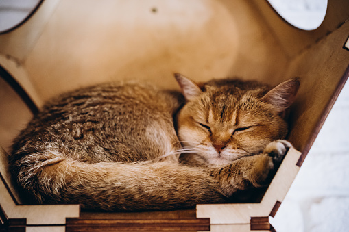 Cat sleeps in box