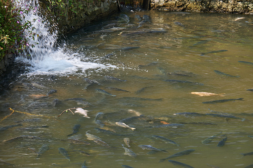 A flock of goldfish peacefully swims in a serene cultivation pond, creating a mesmerizing display of colors and movement. The pond's crystal-clear water provides a perfect window into their aquatic world. The elegant and graceful goldfish, with their shimmering scales, glide through the water, casting fleeting reflections of sunlight. This scene captures the tranquility and natural beauty of these ornamental fish as they thrive in their carefully tended aquatic environment.