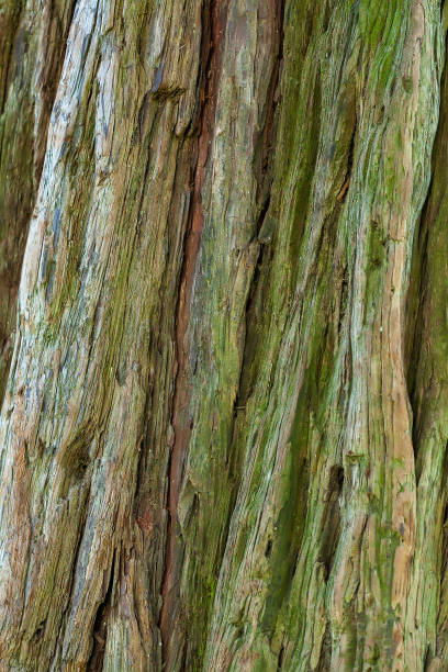 Close up of the bark of an old tree with green moss. stock photo