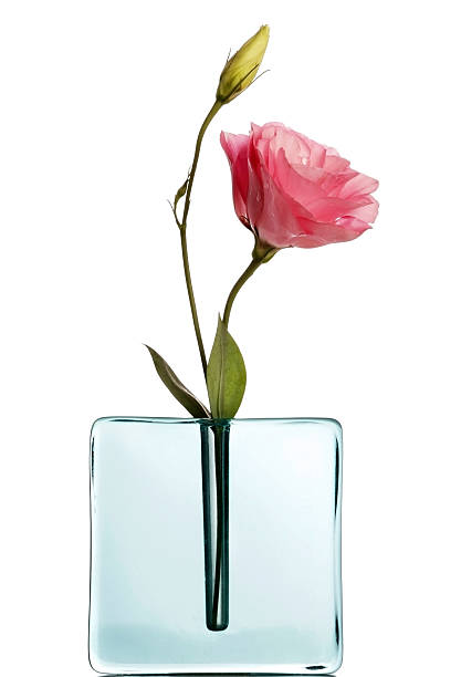lisiantus rosa en un florero, azul sobre blanco - rose pink flower single flower fotografías e imágenes de stock