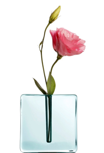 delicate pink lisianthus with bud in a transparent blue rectangular vase on white background