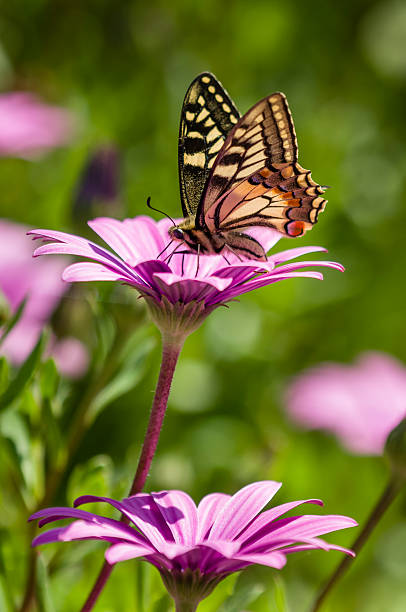 macaón en un campo lila daisy - lepidopteron fotografías e imágenes de stock