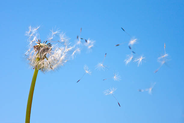 istock Dandelion being blown in the wind against blue sky 167429662