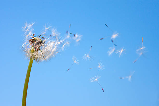 Dandelion being blown in the wind against blue sky Dandelion with flying seeds hayfever stock pictures, royalty-free photos & images