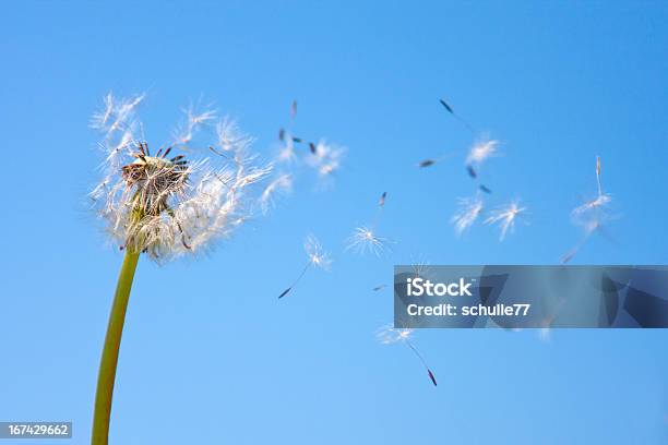 Foto de Pusteblume e mais fotos de stock de Febre do Feno - Febre do Feno, Alergia, Estação do ano