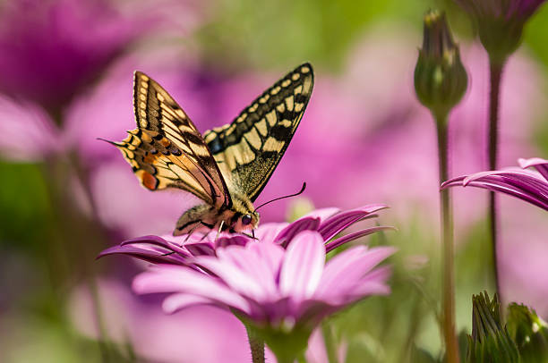 macaón en un campo lila daisy - lepidopteron fotografías e imágenes de stock