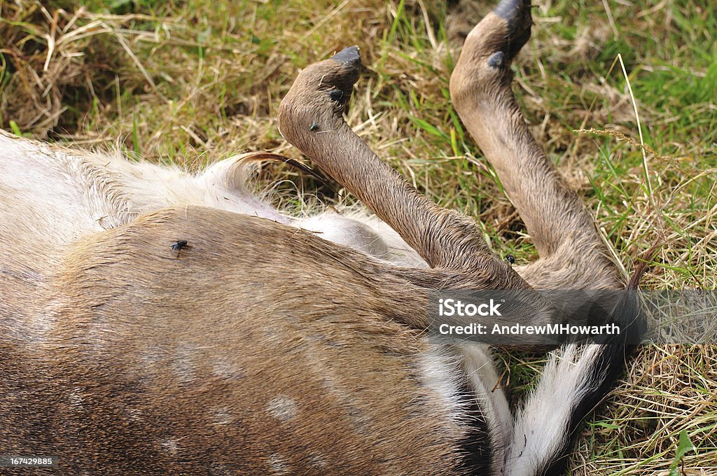 Muslo, piernas y mango de muertos deer - Foto de stock de Aire libre libre de derechos