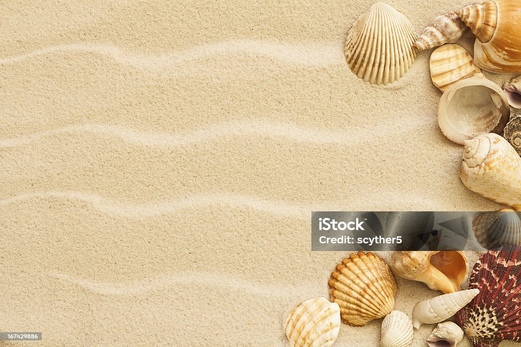 Coquilles de sable et la mer en arrière-plan - Photo de Animaux à l'état sauvage libre de droits