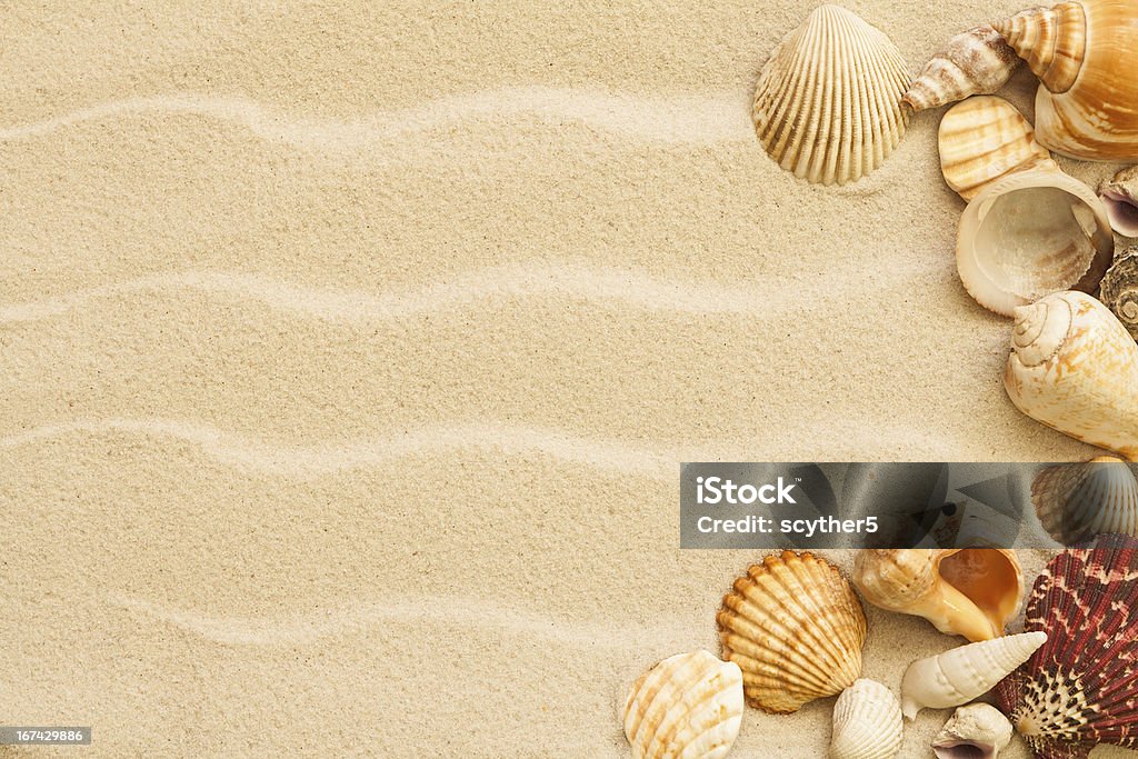 sea shells 모래 애즈 배경기술 - 로열티 프리 0명 스톡 사진