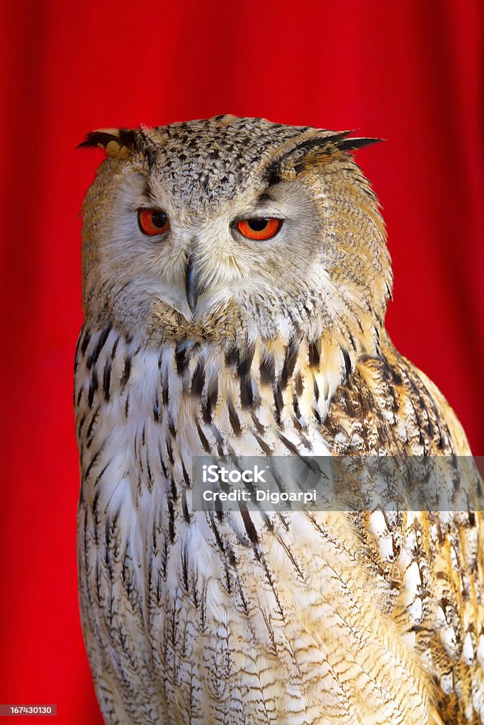 Евразийская Eagle Owl - Стоковые фото Без людей роялти-фри