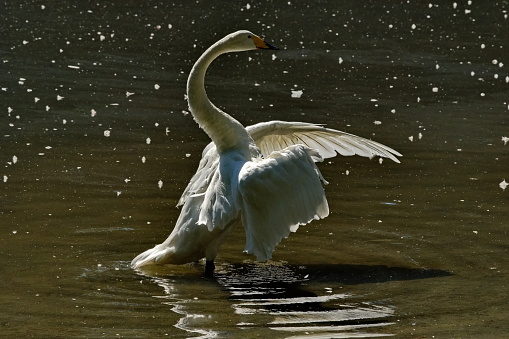 Mute swan (Cygnus olor) on the river in the cloudy winter day