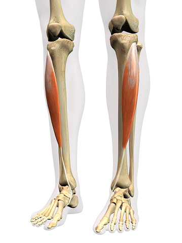 Front view of man's anterior tibialis leg muscles isolated within the skeleton on a white background.