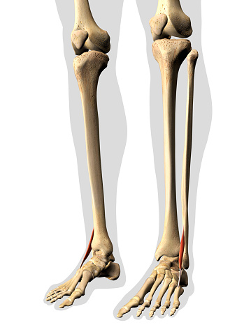 Frontal view of man's peroneus tertius lower leg muscles isolated within the skeleton on a white background.