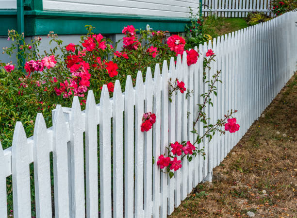 istock Red Flowers On White Fence 1674311017