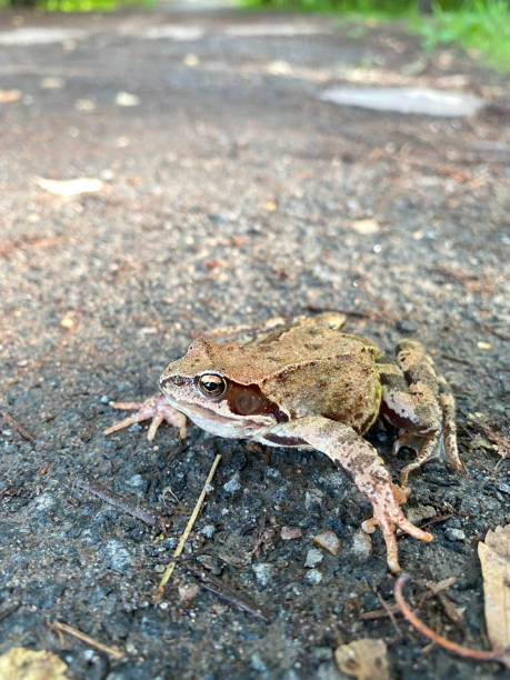istock Common green frog (Rana temporaria) on the ground. 1674320252