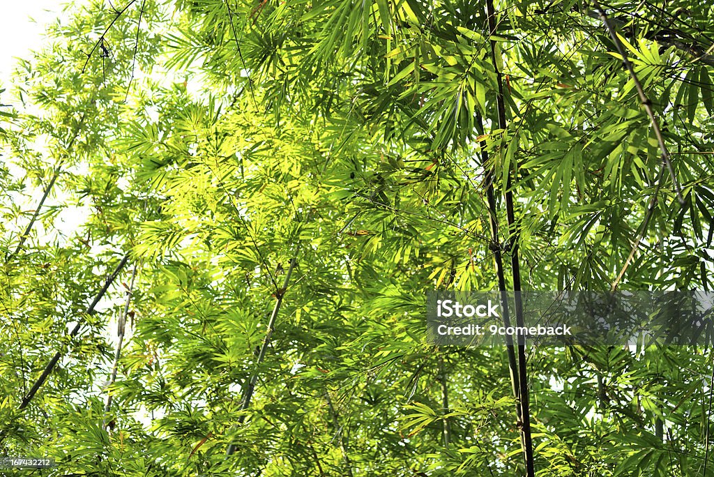 bamboo forest bamboo forest with glorious morning sunshinebamboo forest with glorious morning sunshine Backgrounds Stock Photo