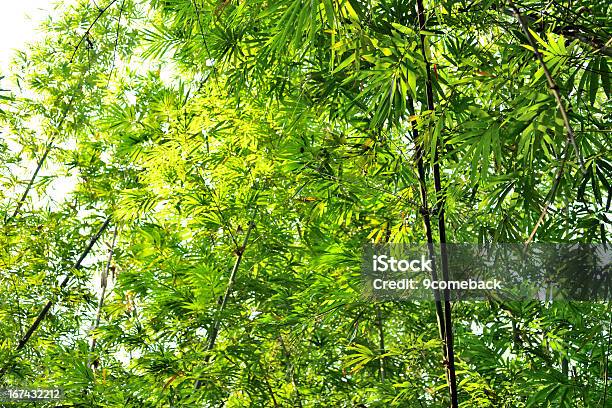 Bamboo Forest Stock Photo - Download Image Now - Backgrounds, Branch - Plant Part, Climate