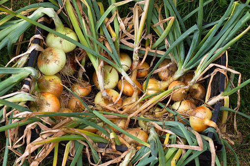 many onions are lying in a box during harvestingin the vegetable garden