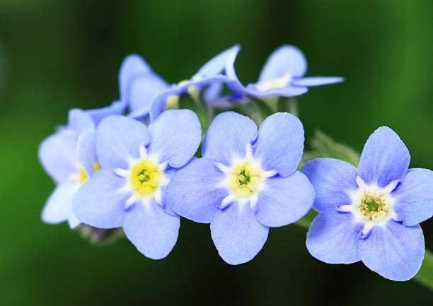 istock Myosotis scorpioides of the bluish violet 167432519