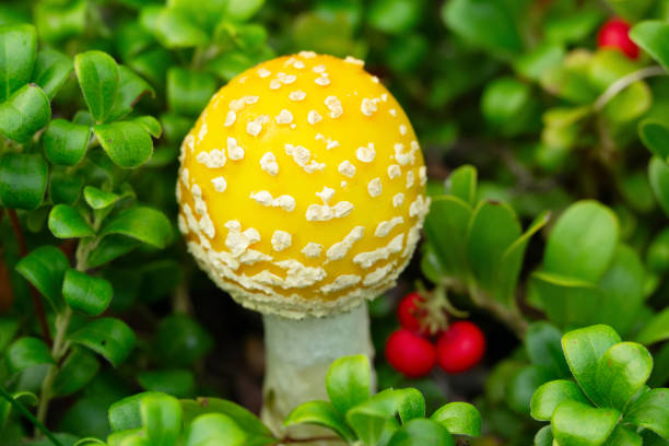 Cute and bright yellow mushroom Amanita muscaria (fky agaric) with round cap is growing in evergreen creeping shrub of bearberry with little red fruit.