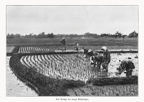 Planting young rice plants in Japan. Nostalgic scene from the past. Halftone print after a photograph, published in 1900.