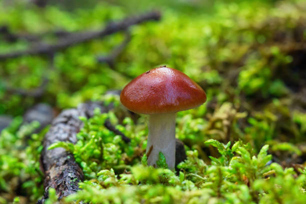 istock Orange webcap mushroom is growing in green moss in the wild. 1674328940
