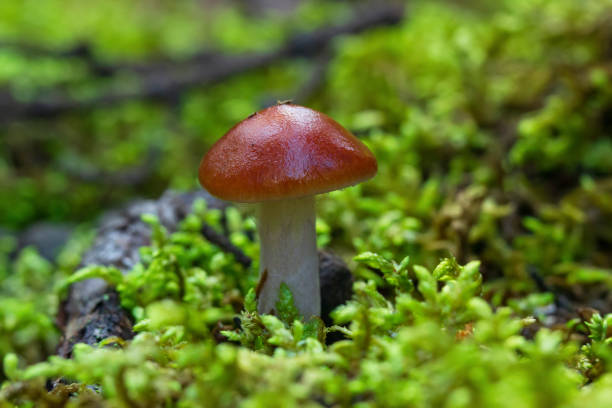 istock Orange webcap mushroom is growing in green moss in the wild. 1674328951
