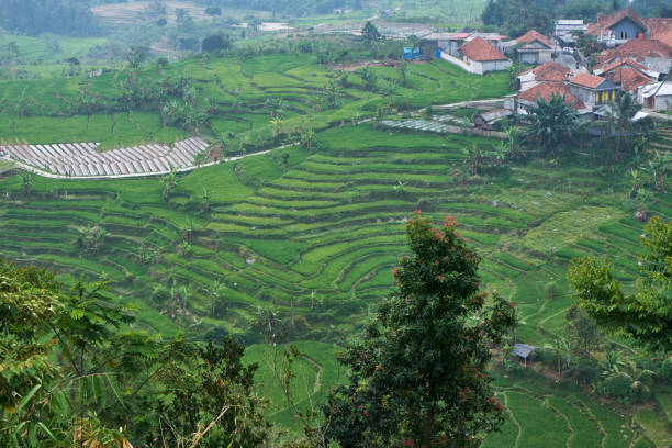 istock Beautiful rice fields in the countryside 1674335583