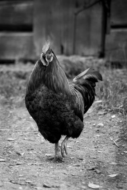 istock A rooster walking outside a farm in black and white 1674338815