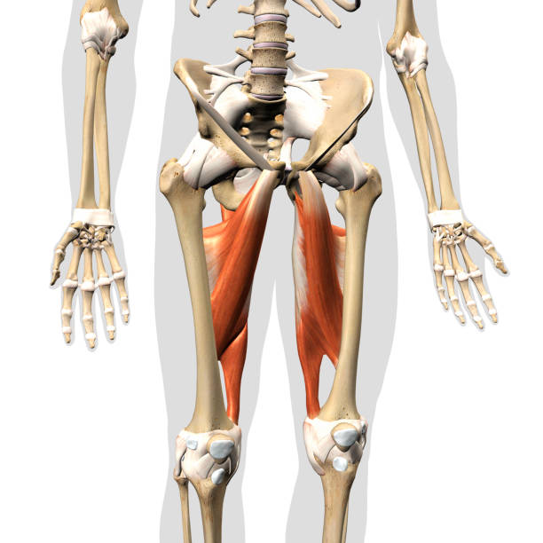 complejo muscular aductor en el esqueleto humano vista anterior sobre fondo blanco - aductor grande fotografías e imágenes de stock