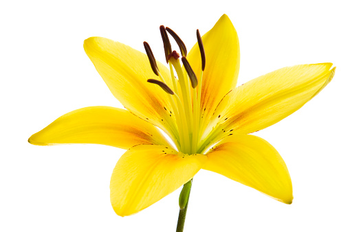 Yellow lily flower isolated on white background. Studio shot.