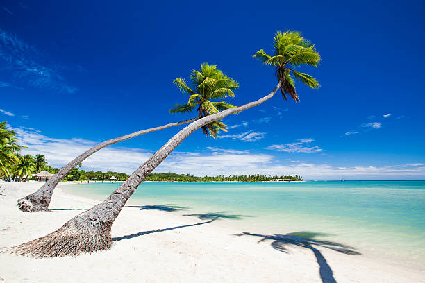 istock Palm trees hanging over stunning tropical lagoon 167434730