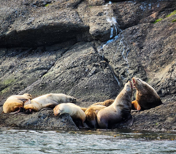 istock Sea lion disagreement 1674353296