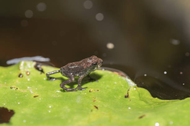 istock One of many small toads born in a Texas backyard pond. 1674354786