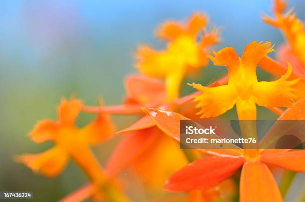 Orchidee In Primavera - Fotografie stock e altre immagini di Ambientazione esterna - Ambientazione esterna, Arancione, Bellezza