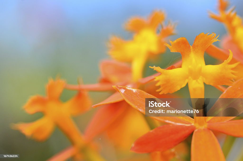 Орхидеи в весной - Стоковые фото Ароматический роялти-фри