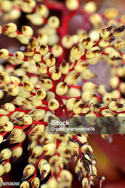 Orchidee In Primavera - Fotografie stock e altre immagini di Ambientazione esterna - Ambientazione esterna, Beige, Bellezza