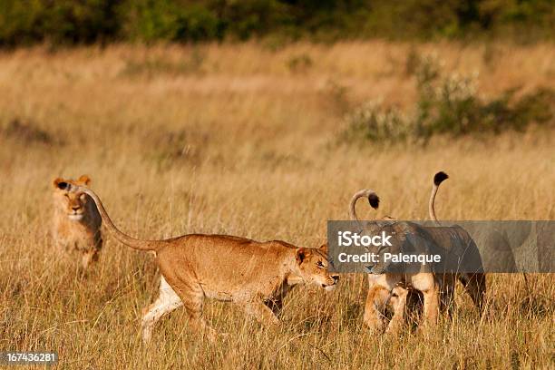 Photo libre de droit de Maasai Mara Lionesses Dans Le banque d'images et plus d'images libres de droit de Afrique - Afrique, Animaux de safari, Animaux à l'état sauvage