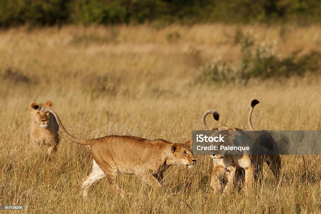 Lionesses 있는 Maasai Mara - 로열티 프리 0명 스톡 사진