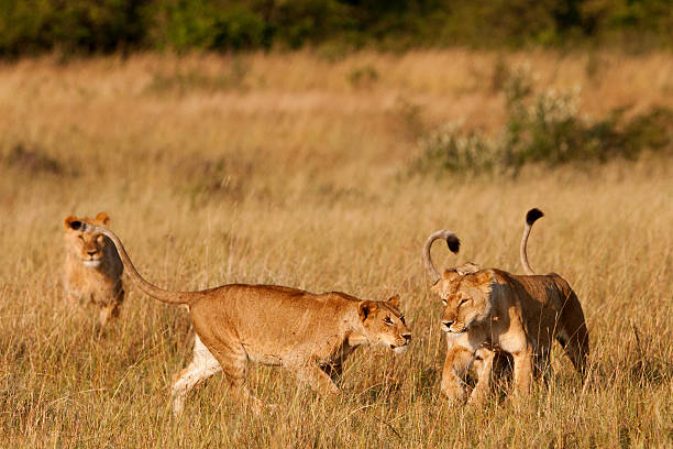 istock Lionesses in the Maasai Mara 167436281