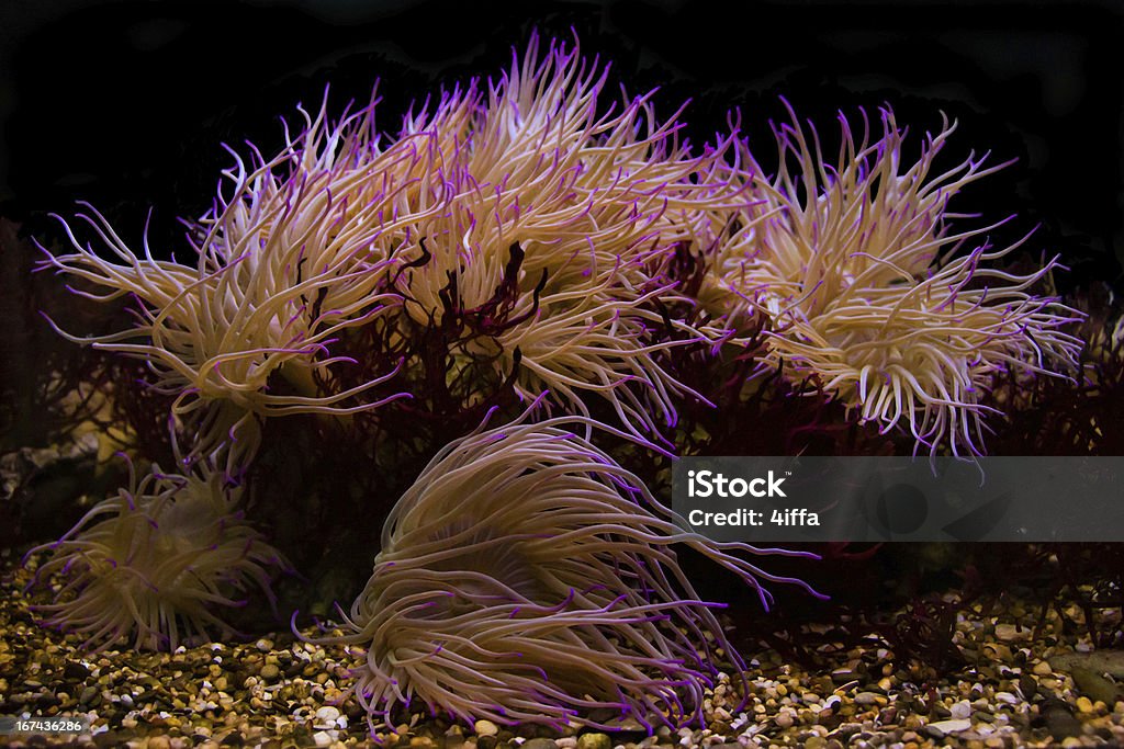 Różowy koralowca - Zbiór zdjęć royalty-free (Czarne tło)