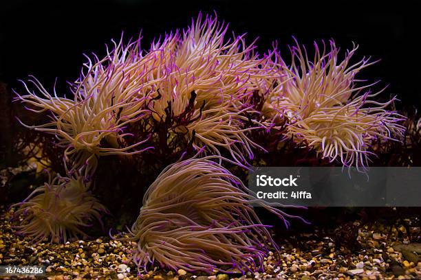 Coraisrosa - Fotografias de stock e mais imagens de Coral - Cnidário - Coral - Cnidário, Fundo Preto, Cor de Coral