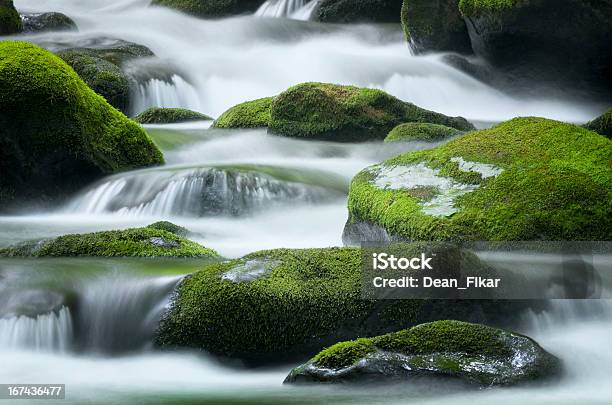 Świetny Widelec Creek Gór Smoky Mountains National Park - zdjęcia stockowe i więcej obrazów Mech
