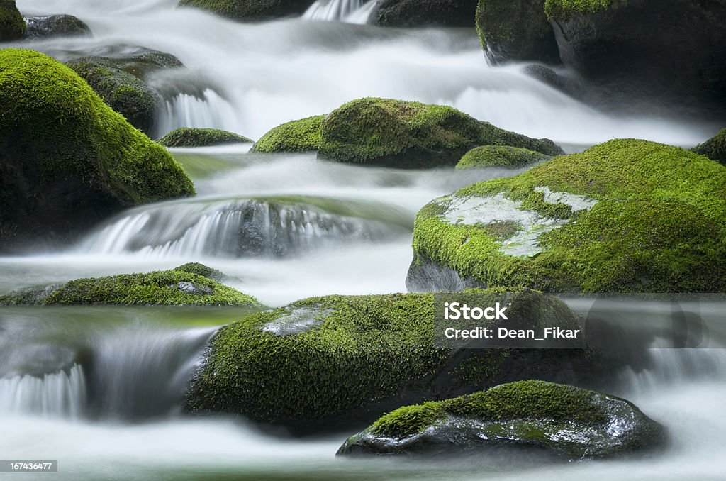 Форк Крик, дымчатыми Горы Национальный Парк - Стоковые фото Мох роялти-фри