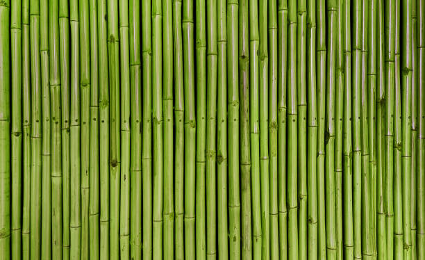 istock architectural green bamboo wall for japanese mood decoration, interior or exterior design. old green bamboo plank fence texture used as background with blank space for design. 1674367796