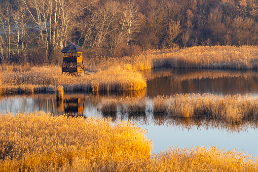 winter, reeds, sunset, yellowish, sunshine, lookout point, lake